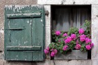 fiori alla finestra