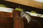 Lo scatto non  il massimo, ma vedere questo piccolo animaletto in una casetta di legno all'interno di un bosco  stato bellisssimo.