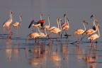 fenicotteri al tramonto
