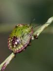 d700, tamron 90 macro flash sb600, 1/8 iso 200 manfrotto 55