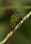 d700 tamron 90 macro, sb 600, 1/8 f 18 iso 200 mafrotto
