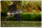 Volando
