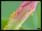 panasonic fz 50 + raynox 150 (close up+4)
1s f 9 ISO 100
cavalletto autoscatto