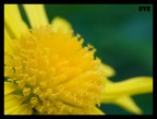 panasonic fz 50 + raynox 150 (close up+4)
3.2s f11 ISO 100
cavalletto autoscatto