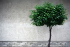 urban flora