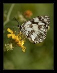D50, Sigma 105 macro, f8, 1/500 sec