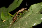 D700 TAMRON 90 MACRO, SB600, ISO L03, F22 MANFROTTO.