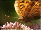 Macro