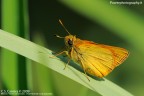 Farfalla