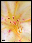 panasonic fz 50 + raynox 150 (close up+4)
1.6s f11 ISO 100
cavalletto autoscatto
