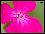 panasonic fz 50 + raynox 150
2.5s f7.1 ISO 100
cavalletto autoscatto