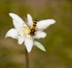 stella alpina