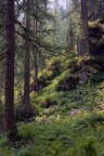 Nel bosco