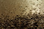 riflessi brillanti