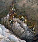 Trovo fotografare un nido di vespe difficile perch se ci sono pi esemplari non si s a quale dare maggiore importanza, inoltre di rischiano delle punture dolorose.
Questo nido era della grandezza giusta e tre esemplari si sono messi in una posizine da difesa che mi  piaciuta, ma poi mi sono dovuto allontanare...

Commenti sempre graditi

versione a 1100 px 

http://www.omarcapelli.com 

Nikon D700 + Sigma 180 mm

F 16 1/5 Flash sb 800
