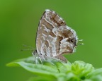 farfallina su basilico
