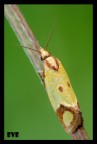 panasonic fz 50 + raynox 150
1/2s f11 ISO 100
cavalletto autoscatto