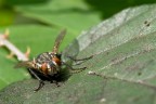 the fly