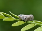 d700 taron 90 macro 1/25 f16 iso 200 exp - 0.67 manfrotto