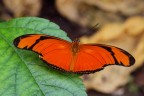 macro farfalla