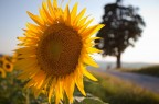 Il mio girasole