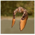In volo
