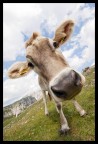 una mucca un poco curiosa :)

Canon EOS 20D + Sigma 10-20mm
