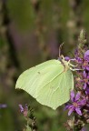 D700, ISO 200, 1/400, F11, TAMRON 90 MACRO 2.8