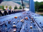 Un po di mangime sullo scorrimano di un ponte pedonale ;
Alzato il contrasto + filtro di sfocatura