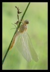 Eterea