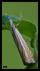panasonic fz 50 + raynox dcr 150
1/4s f11 ISO 100
cavalletto autoscatto