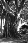 albero