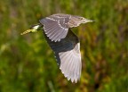 Nitticora
