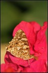 Farfalla