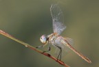 C e c sono graditi, ciao Elio.
Canon 1 Ds mk III - CAnon 180 macro - iso 100 - f 14 - 1/13s - tripoide - scatto remoto - bloccaggio specchio
Alta risoluzione:
http://img193.imageshack.us/img193/1513/libellulagialla2200.jpg