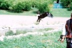 A Locarno un aquila americana sulla preda
eseguita con macchina fotografica non digitale da inesperto