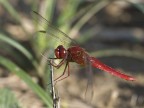 libellula