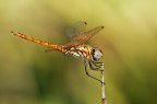 libellula