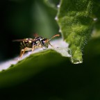 Canon 40D
100mm
f8 -1/5 stop
1/500 sec.
100 iso