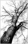 Un albero  sempre interessante da riprendere in qualsiasi stagione.
Il difficile  farlo in forma non banale.
La prospettiva, il bianco e nero, l'albero senza foglie, quasi una mano con le dita protese verso il cielo come a prendere qualcosa....
A Voi critiche e giudizi!
Grazie