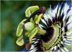 un fiore complesso