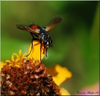 Mosca colorata