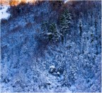 Ombre di neve