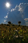 ormai stanchi di orientarsi al sole