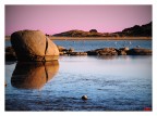 Fenicotteri rosa in un tramonto rosa