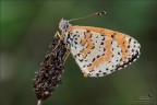 Farfallina I^