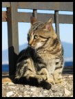gattino a Napoli