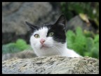 gattino 5 terre