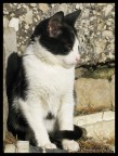 gattino..