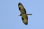 Falco Pecchiaiolo 6